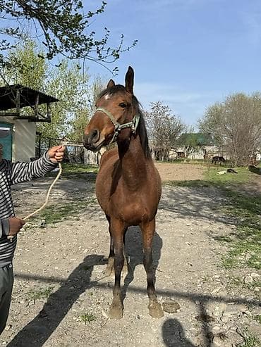 эшек жаныбар: Сатам | Бээ (ургаачы) | Аргын, Дончак | Жумушка — 6