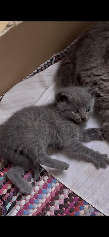 котята джалал абад: Продаются шотландские котята, возраст 1 месяц. 🐱 Мальчик — Scottish — 4