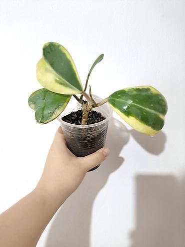 Каланхоэ: Продаю свои Комнатные суккуленты и декоративные растения.🪴🌿 Продаю — 1