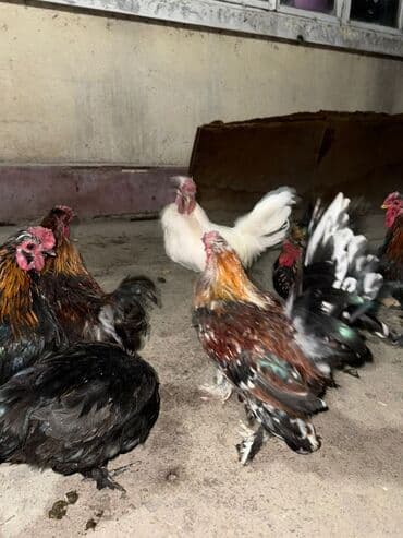 волнистый попугай: Срочно продам — 6