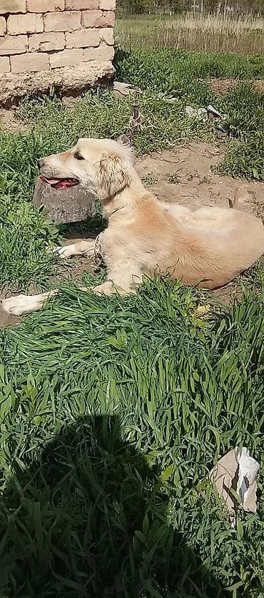 кой коро: Собака, молодая крупная дворняга/метис светло-рыжего окраса с — 1