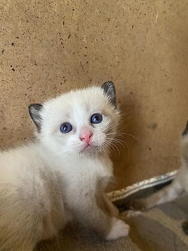 Сиамская, 1 месяц, Мальчик, Приучена к лотку — 2