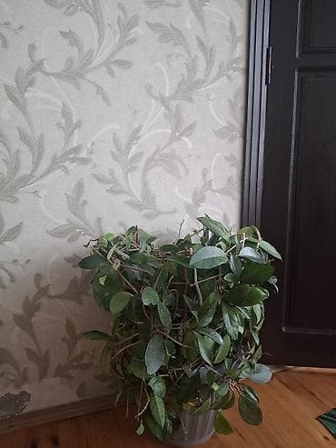 Комнатное растение Хойя (Hoya), зрелый куст в горшке. рост 2,5мер -