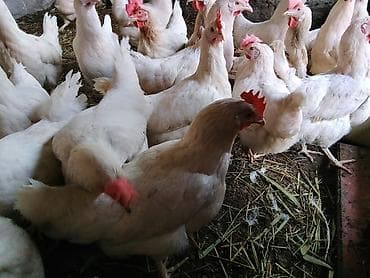 продаю курицы: Продаю | Куры | Бройлерная | На забой — 3