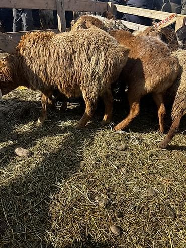 такса собаки: Продаю | Овца (самка) | Арашан — 4