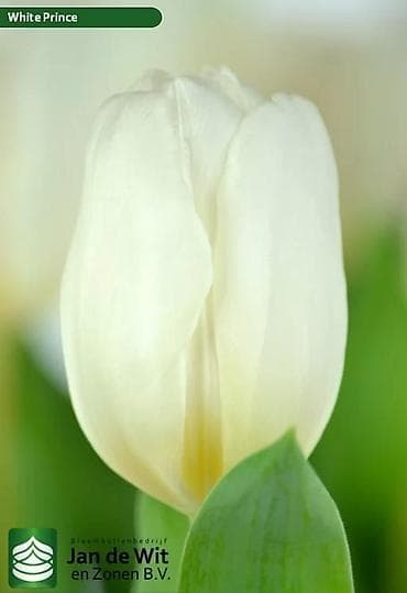 Гирлянды: Тюльпаны тепличного выращивания от производителя интересные цены - — 9