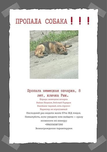 Объявление: пропала собака, член семьи - Порода: немецкая овчарка - at lalafo.kg Объявление: пропала собака, член семьи - Порода: немецкая овчарка -