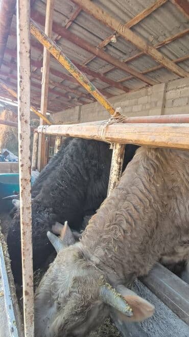 сухое молоко для животных: Продаю | Бык (самец) | На откорм | Привязанные — 4