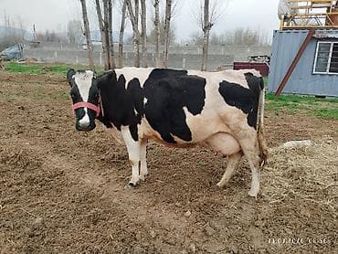 продажа кукуруза: Продаю | Корова (самка) | Голштин | Для молока | Стельные, После отела — 1