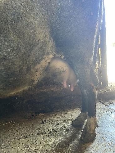 каро: Продаю | Корова (самка) | Для молока | После отела — 6