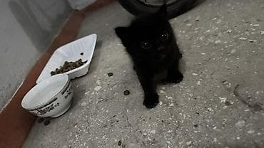 новорождённые котята: Раздаем котят, помогите котятам приобрести дом🙏🏼 Идеальны как первые — 4