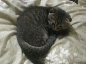 цена шотландского вислоухого кота: Скотиш Фолд (Шотландская вислоухая), 3 месяца, Мальчик, Биколор, Приучена к лотку, Проглистована — 3