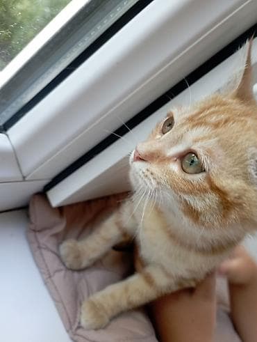 Рыжий полосатый котёнок - Окрас: классический табби (рыжий с — 3