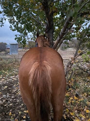 Мышыктар: Сатам | Тай | Көбөйтүү үчүн — 5