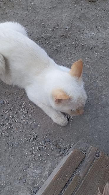Животные: Котята и кошка кремово-белого окраса. - Помёт из трёх котят: два — 2