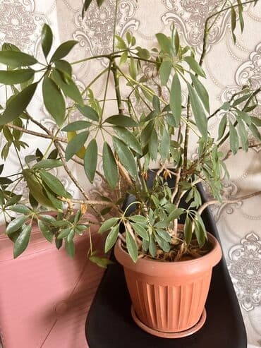 пионы саженцы: Большие Комнатные растения 
Каждый по 1000с — 4