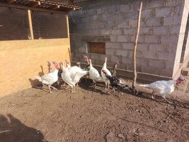 продажа кормов для сельскохозяйственных животных: Продаю | Индюк (самец) | Для разведения | Племенные — 5