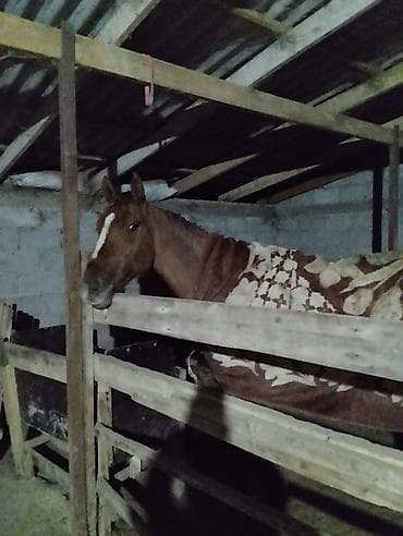 английский жеребец: Продаю | Жеребец — 3