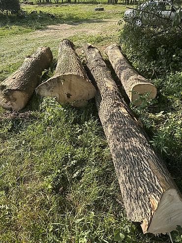 Бревна ЯСЕНЯ (крупный мерный лес)
Подходят для изготовления досок — 5