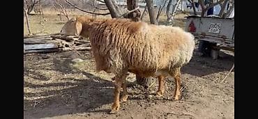 акита ину собака: Продаю | Баран (самец) | Арашан | Для разведения — 2