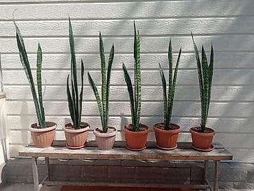 мечит: Сансевиерия (Sansevieria trifasciata), «тещин язык» — комнатное — 1