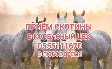 Куплю | Коровы, быки, Лошади, кони, Другие с/х животные | Круглосуточно, Любое состояние, Забитый