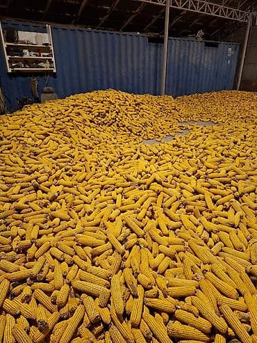 Аквариумы: Продаю кукурузу в початках сорт "Торро "турецкий — 2
