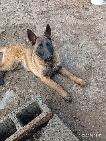 сколько стоит собака хатико: Щенок (порода не уточнена) с короткой шерстью рыже‑палевого оттенка и — 3
