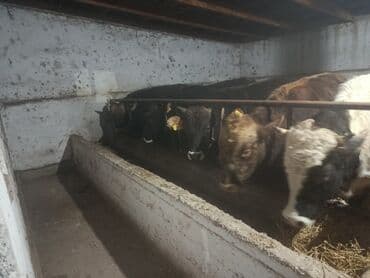 коровы высокоудойные: Продаю | Бык (самец) | Полукровка | На откорм | Привязанные — 4