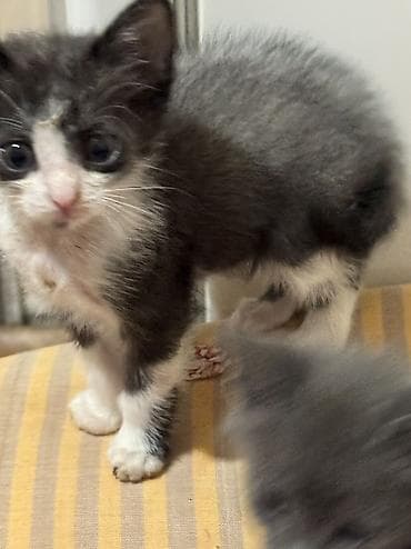 пит: Котята в добрые руки. На фото — подкидыши в коробке, нашли на — 8