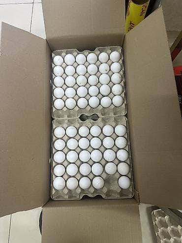 сөөл жан: Яйца. Бишкек#Нарын#Ысык-Кол#Кант#Токмок#Кара-Балта#Сокулук — 5