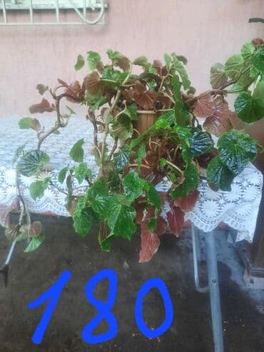 сок алоэ цена бишкек: Алоэ — 9