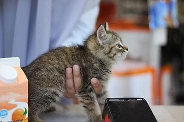 черепаховая кошка: Кошка даром: Сибирская, 2 месяца, Мальчик — 8