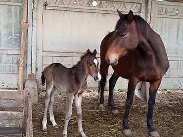 кошка белая: Продаю | Кобыла (самка) | Для разведения | Племенные — 8