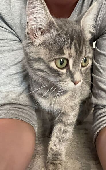 сколько стоит кошка породы мейн кун: Мейн-кун, 4 айлык, Ургаачы, Күмүш өңдүү шиншилла, Лотокко барууга үйрөтүлгөн — 2