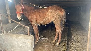 улуу тоо: Сатам | Байтал | Көбөйтүү үчүн — 1