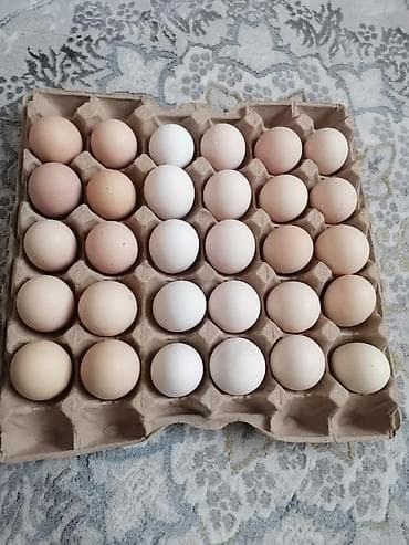 где можно купить кур несушек: Продажа Инкубационное яйцо. Барковская - 35 сом Адлерская-25сом — 2