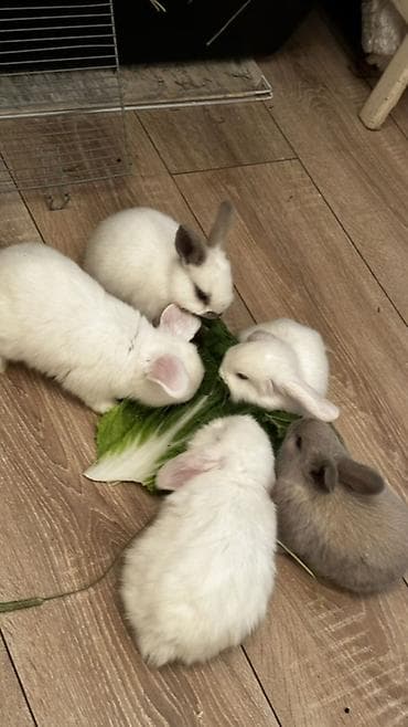 Декоративные кролики: Минилопы белые 1800, Львиноголовые 1200. Кролики декоративные — 6