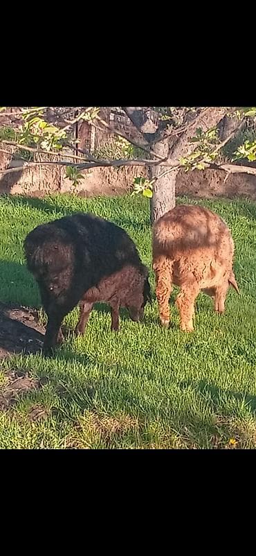 бекер уй: Сатам | Козу, Кочкор (эркек) | Көбөйтүү үчүн — 2