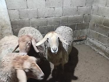 продаю котят бишкек: Продаю | Овца (самка), Ягненок | Гиссарская, Полукровка, Эдильбаевская | На забой, Для разведения, Для шерсти | Племенные, Осеменитель, Матка — 4