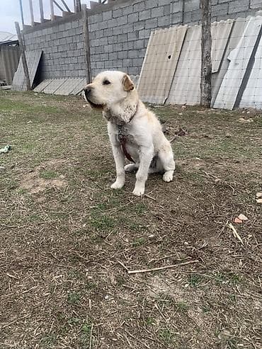 ищу собаку: Собака средних/крупных размеров, кремово-белый окрас с более тёмными — 5