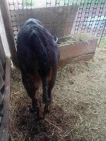 брама белый: Продаю | Музоо, торпок | Ангус, Швицкая | На откорм | Искусственник — 1