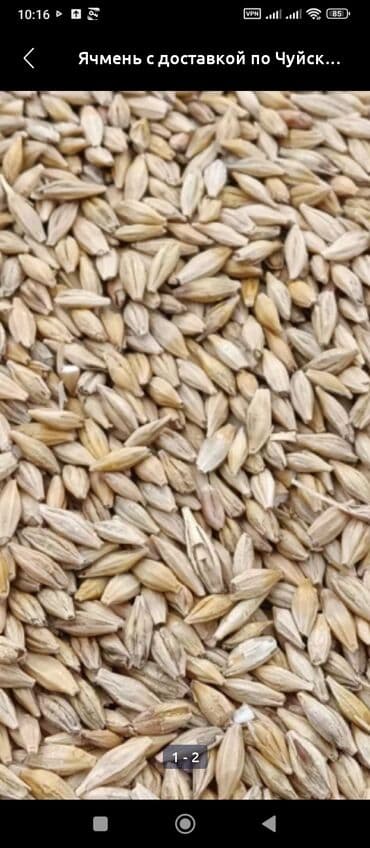 куплю домашнее животное: Каплю 2 тонна ячмен — 1