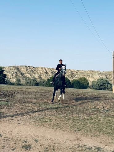 собака доберман сколько стоит: Продаю | Жеребец | Конный спорт — 8