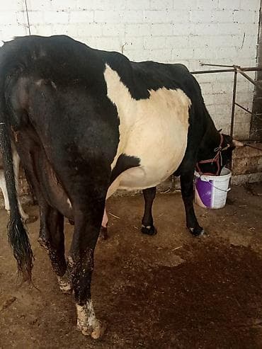 продаю корову: Продаю | Корова (самка) | Полукровка, Голштин, Алатауская | Для разведения, Для молока | Стельные, После отела, Привязанные — 4