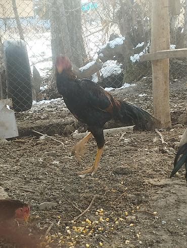 Лошади, кони: Продаю | Петух | Дакан | Для разведения, Для боев — 2