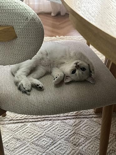 Шотландский шиншилловый котёнок - Плюшёвая серебристая шубка с