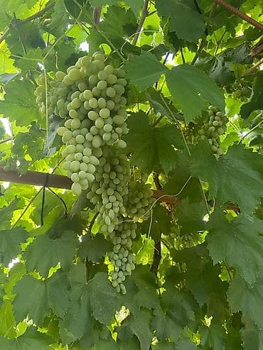 Семена и саженцы: Продаю Саженцы Винограда, есть разные сорта: Юлиан, Ризомат, кишмиш — 1