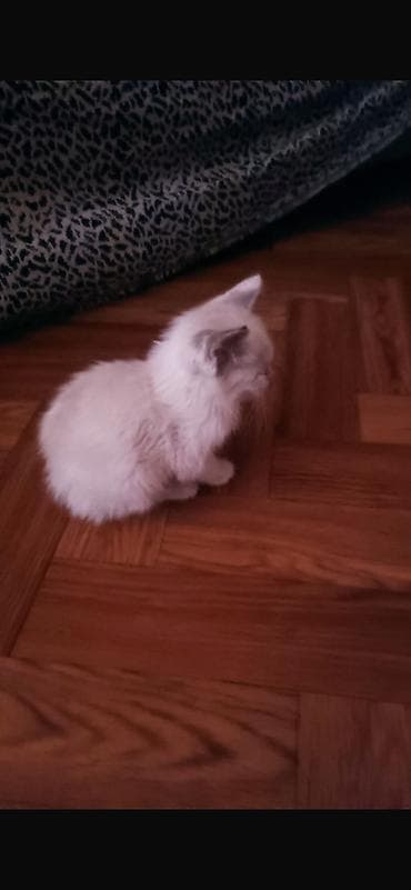 хаски сука: Кошка даром: Беспородная, 1 месяц, Девочка, Приучена к лотку — 1