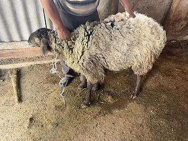 птицы бишкека: Продаю | Баран (самец) — 2